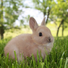 bunnybabe