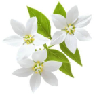 drazenpulac82
