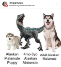 jbud1