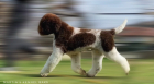 lagotto95