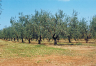 martaz