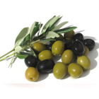 maslinovouljekorcula