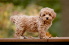 sweetmaltipoo