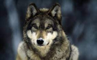 wolf_pack